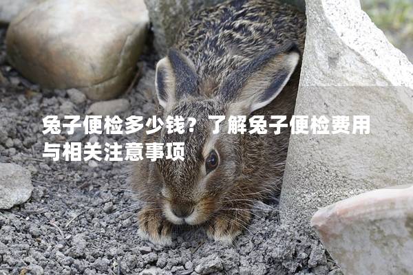 兔子便检多少钱？了解兔子便检费用与相关注意事项