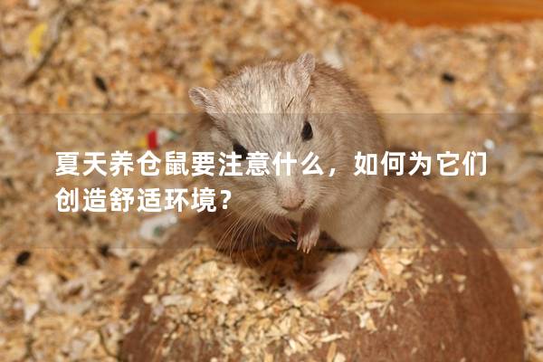 夏天养仓鼠要注意什么，如何为它们创造舒适环境？