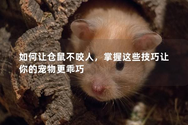 如何让仓鼠不咬人，掌握这些技巧让你的宠物更乖巧