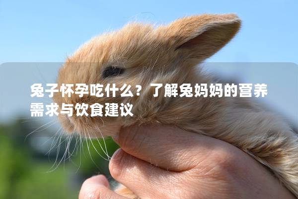 兔子怀孕吃什么？了解兔妈妈的营养需求与饮食建议