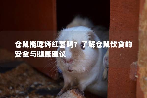 仓鼠能吃烤红薯吗？了解仓鼠饮食的安全与健康建议