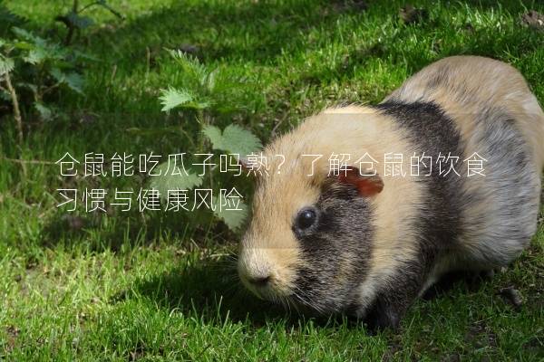 仓鼠能吃瓜子吗熟？了解仓鼠的饮食习惯与健康风险