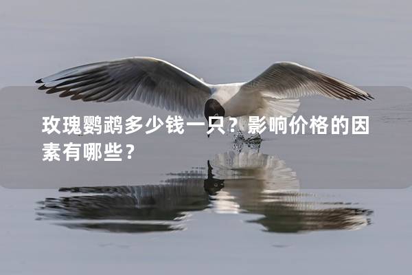玫瑰鹦鹉多少钱一只？影响价格的因素有哪些？