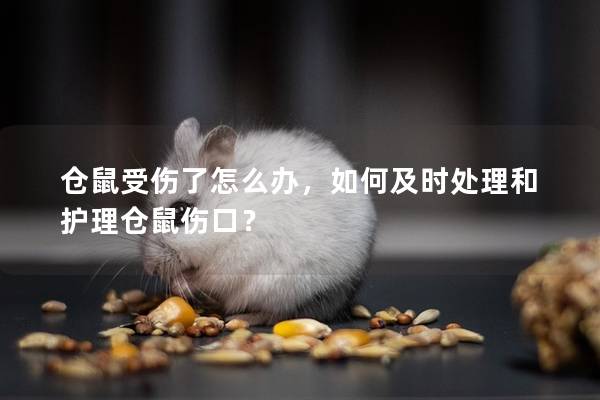 仓鼠受伤了怎么办，如何及时处理和护理仓鼠伤口？