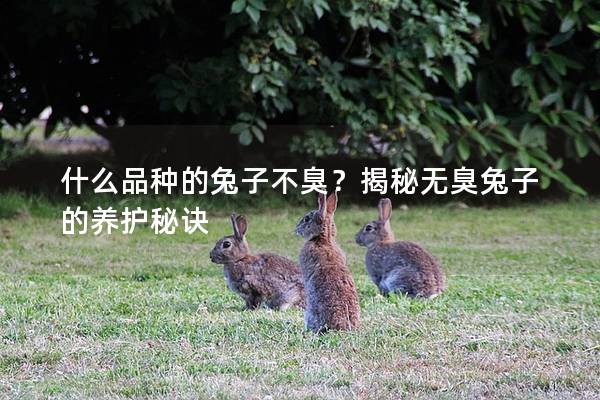 什么品种的兔子不臭？揭秘无臭兔子的养护秘诀