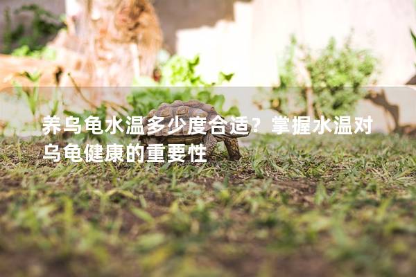 养乌龟水温多少度合适？掌握水温对乌龟健康的重要性