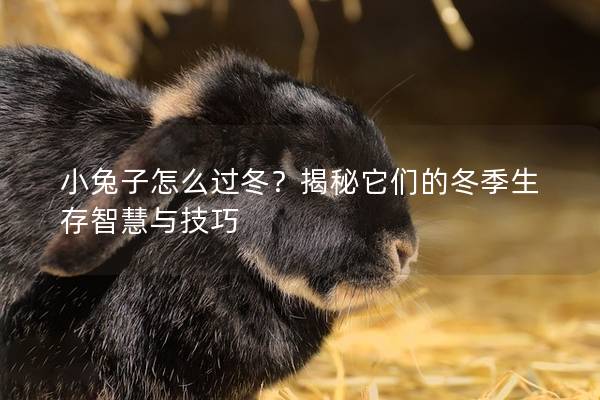 小兔子怎么过冬？揭秘它们的冬季生存智慧与技巧