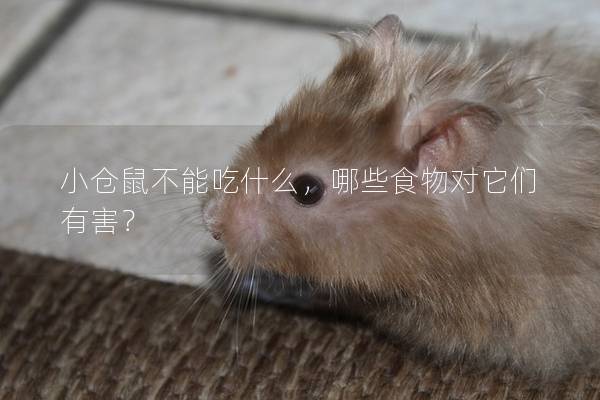 小仓鼠不能吃什么，哪些食物对它们有害？