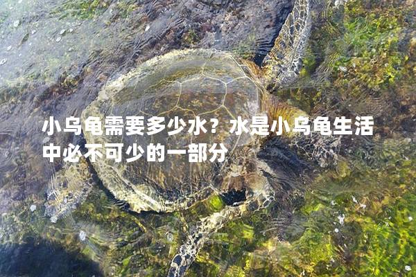 小乌龟需要多少水？水是小乌龟生活中必不可少的一部分