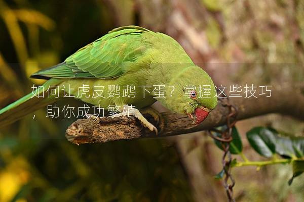 如何让虎皮鹦鹉下蛋？掌握这些技巧，助你成功繁殖