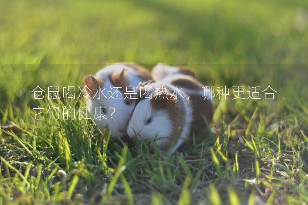 仓鼠喝冷水还是喝热水，哪种更适合它们的健康？