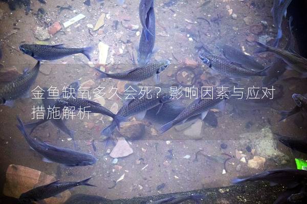 金鱼缺氧多久会死？影响因素与应对措施解析