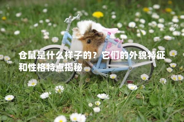 仓鼠是什么样子的？它们的外貌特征和性格特点揭秘