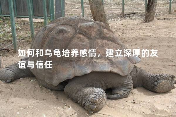如何和乌龟培养感情，建立深厚的友谊与信任
