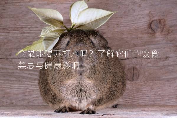 仓鼠能喝苏打水吗？了解它们的饮食禁忌与健康影响