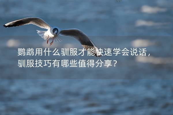 鹦鹉用什么驯服才能快速学会说话，驯服技巧有哪些值得分享？