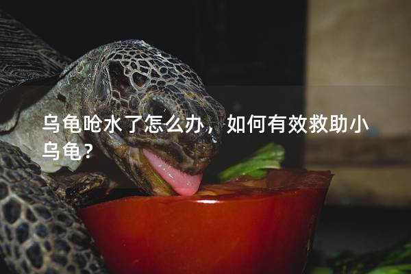 乌龟呛水了怎么办，如何有效救助小乌龟？