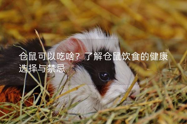 仓鼠可以吃啥？了解仓鼠饮食的健康选择与禁忌