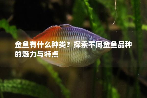 金鱼有什么种类？探索不同金鱼品种的魅力与特点