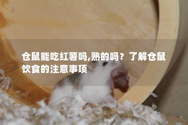 仓鼠能吃红薯吗,熟的吗？了解仓鼠饮食的注意事项