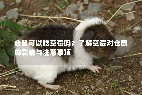 仓鼠可以吃草莓吗？了解草莓对仓鼠的影响与注意事项