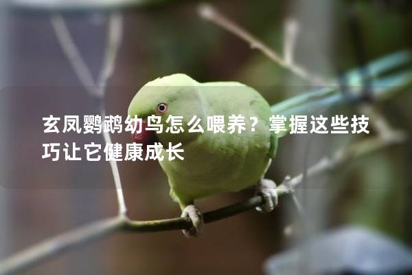 玄凤鹦鹉幼鸟怎么喂养？掌握这些技巧让它健康成长