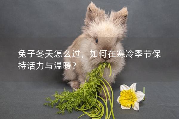 兔子冬天怎么过，如何在寒冷季节保持活力与温暖？