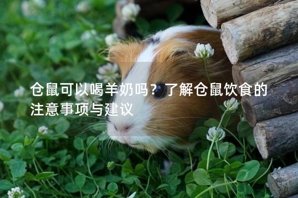 仓鼠可以喝羊奶吗？了解仓鼠饮食的注意事项与建议