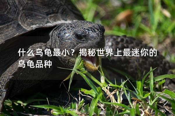 什么乌龟最小？揭秘世界上最迷你的乌龟品种