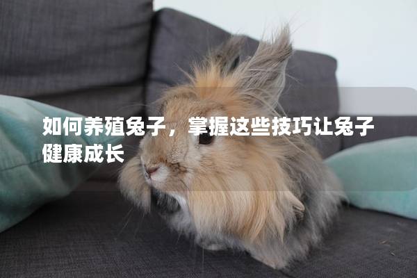如何养殖兔子，掌握这些技巧让兔子健康成长