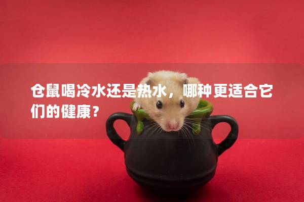仓鼠喝冷水还是热水，哪种更适合它们的健康？