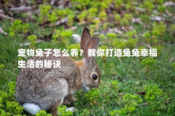 宠物兔子怎么养？教你打造兔兔幸福生活的秘诀