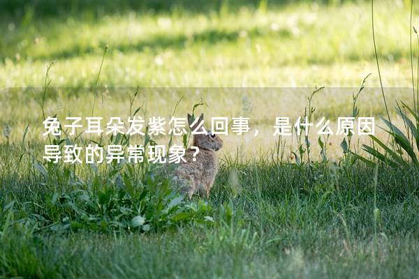 兔子耳朵发紫怎么回事，是什么原因导致的异常现象？