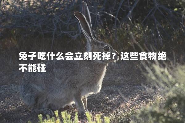 兔子吃什么会立刻死掉？这些食物绝不能碰