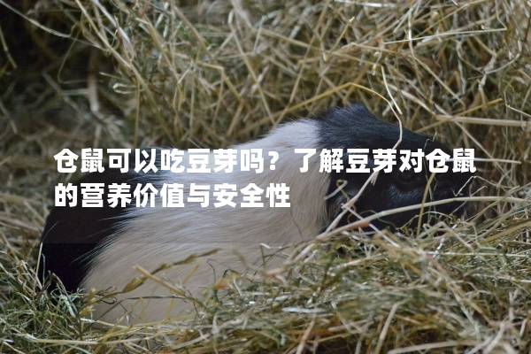 仓鼠可以吃豆芽吗？了解豆芽对仓鼠的营养价值与安全性