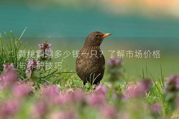 黄桃鹦鹉多少钱一只？了解市场价格与养护技巧