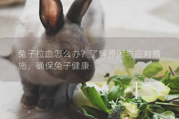兔子拉血怎么办？了解原因与应对措施，确保兔子健康