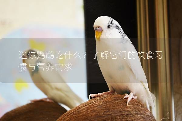 迷你鹦鹉吃什么？了解它们的饮食习惯与营养需求