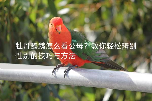 牡丹鹦鹉怎么看公母？教你轻松辨别性别的技巧与方法