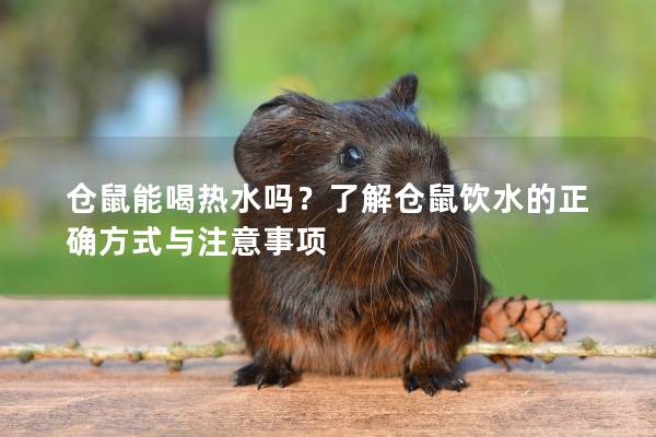 仓鼠能喝热水吗？了解仓鼠饮水的正确方式与注意事项