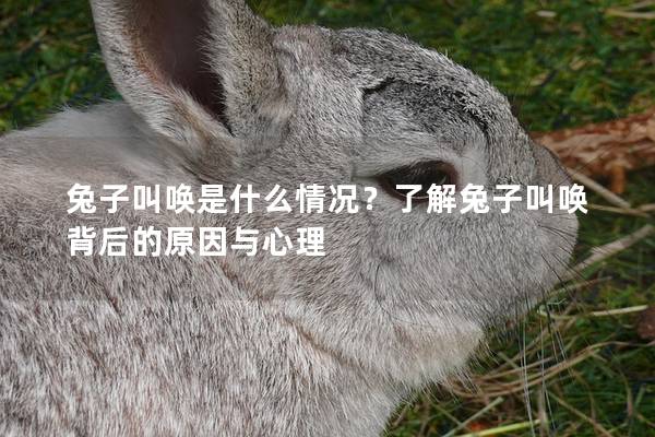 兔子叫唤是什么情况？了解兔子叫唤背后的原因与心理