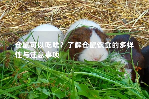 仓鼠可以吃啥？了解仓鼠饮食的多样性与注意事项