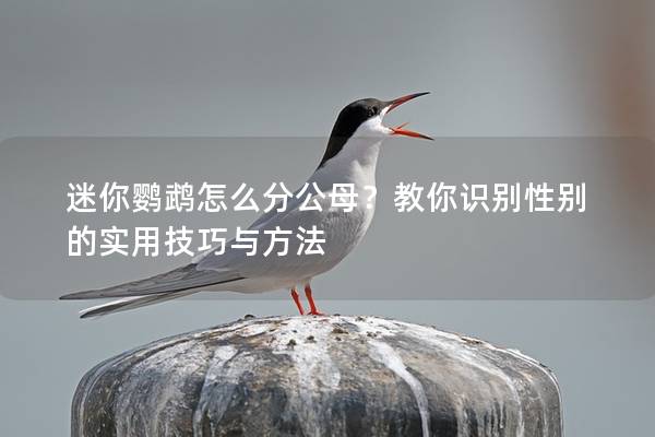 迷你鹦鹉怎么分公母？教你识别性别的实用技巧与方法