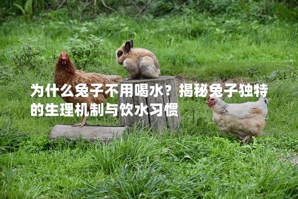 为什么兔子不用喝水？揭秘兔子独特的生理机制与饮水习惯
