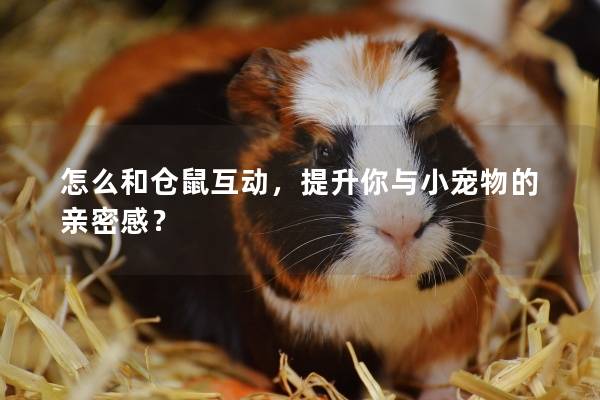 怎么和仓鼠互动，提升你与小宠物的亲密感？