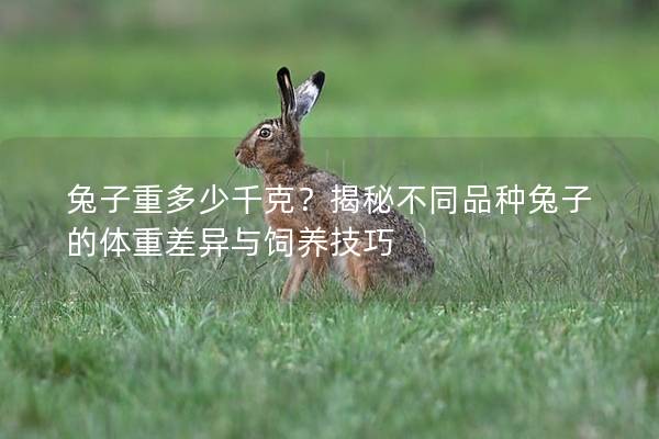 兔子重多少千克？揭秘不同品种兔子的体重差异与饲养技巧