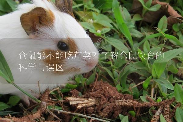 仓鼠能不能吃芹菜？了解仓鼠饮食的科学与误区