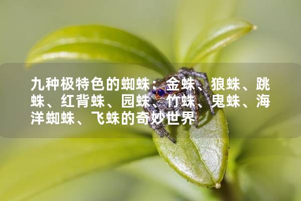 九种极特色的蜘蛛：金蛛、狼蛛、跳蛛、红背蛛、园蛛、竹蛛、鬼蛛、海洋蜘蛛、飞蛛的奇妙世界