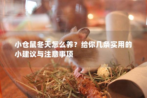 小仓鼠冬天怎么养？给你几条实用的小建议与注意事项