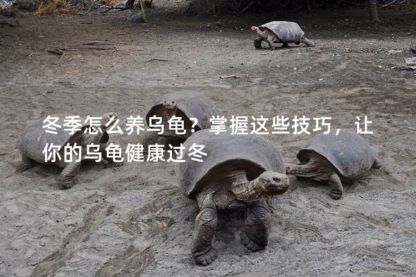 冬季怎么养乌龟？掌握这些技巧，让你的乌龟健康过冬